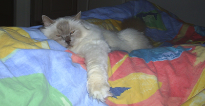 Sylvester